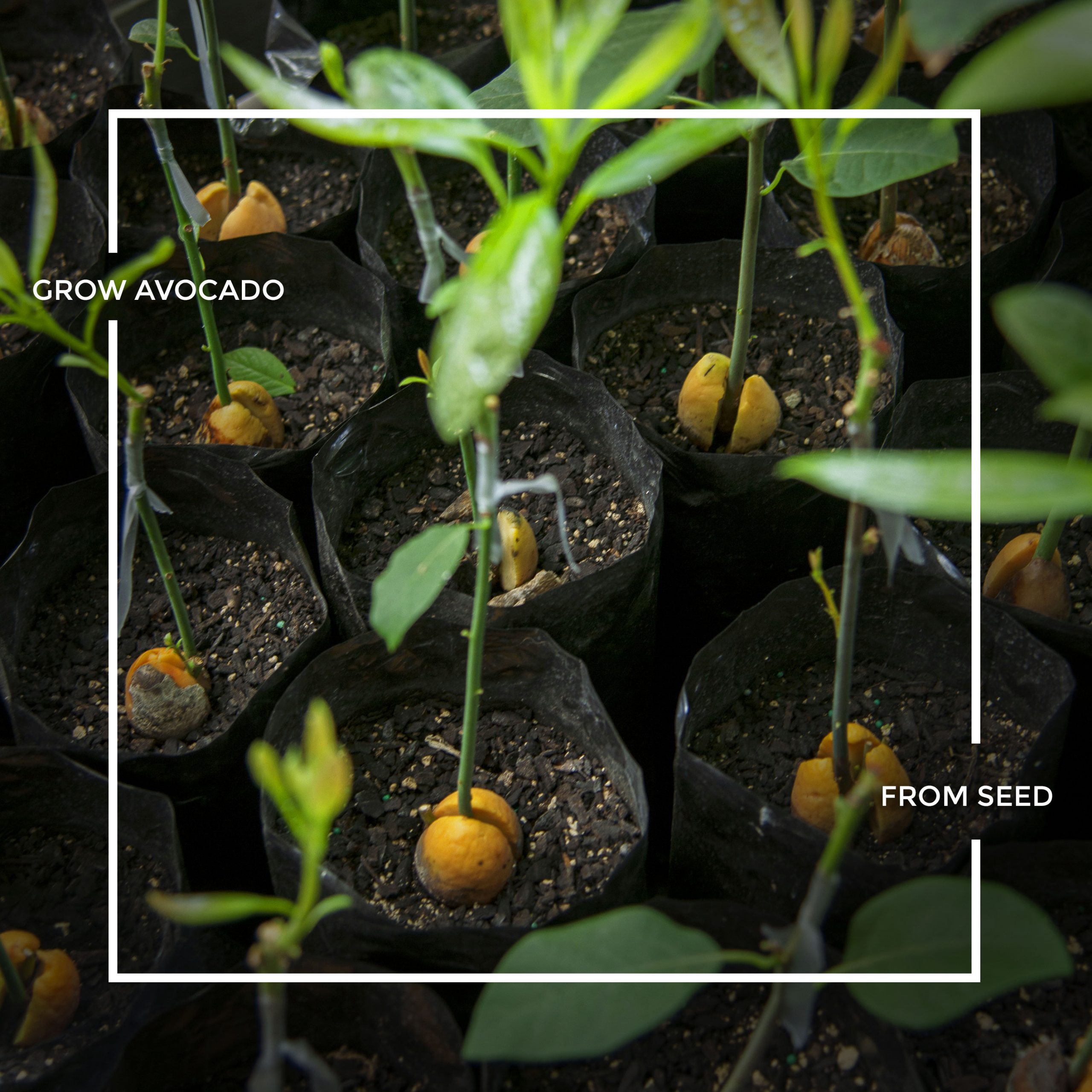 How to grow  an avocado tree from an avocado seed !