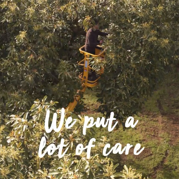 Watch how our avocados are handled with care.